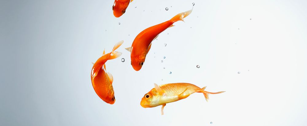 fish